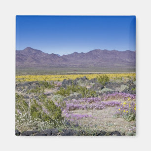 Imán Sand Verbena y Desert Gold en Amboy Crater, CA,