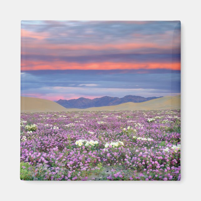 Imán Sand Verbena y Dune Primrose Wildflowers at Sunset (Frente)