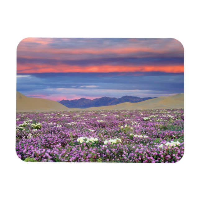 Imán Sand Verbena y Dune Primrose Wildflowers at Sunset (Horizontal)