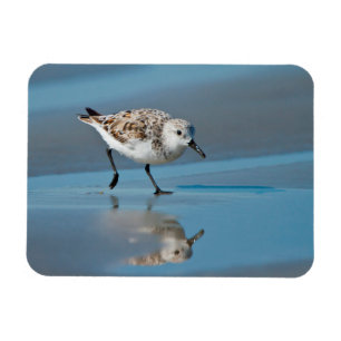 Imán Sanderling (Calidris Albe) Alimentándose En Wet Be