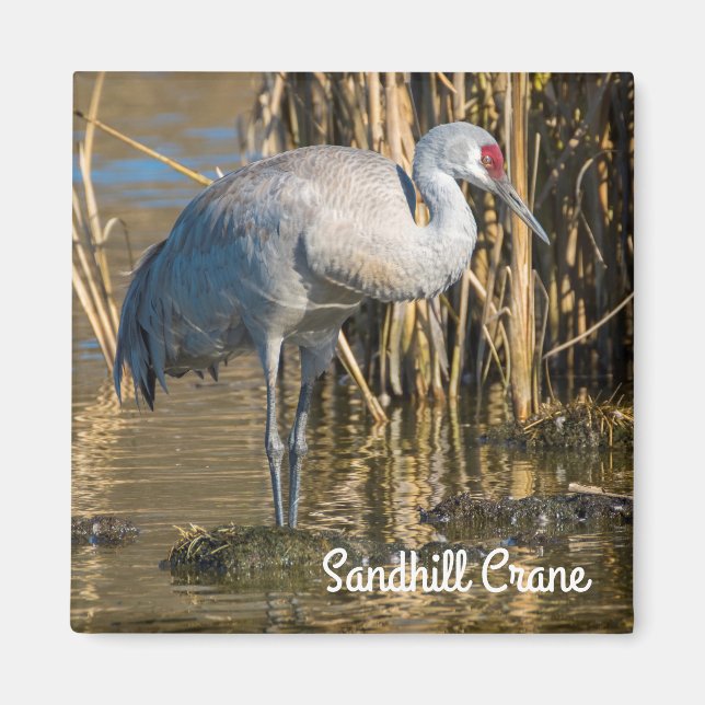 Imán Sandhill Crane (Frente)
