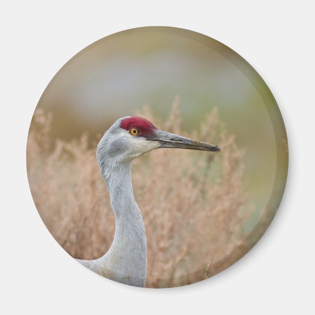 Imán Sandhill Crane (Frente)