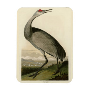 Imán Sandhill Crane de los pájaros de América de Audubo