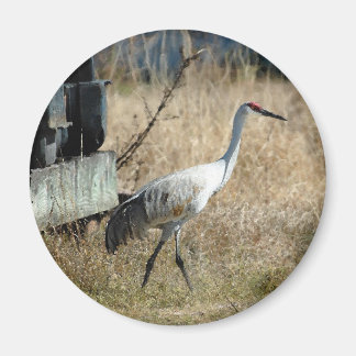 Imán Sandhill Crane Magnet