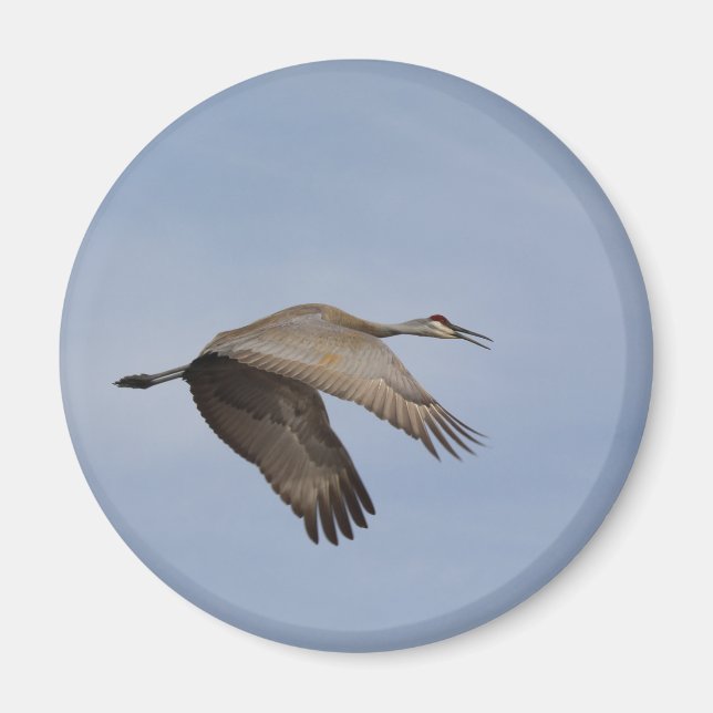 Imán Sandhill Crane Magnet (Frente)