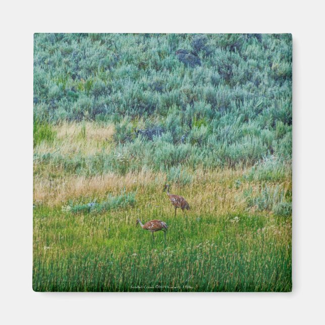 Imán Sandhill Cranes (Frente)