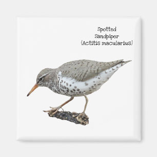 Imán Sandpiper rayado