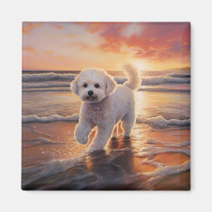 Imán Sandy Paws Bichon Frise Dog en Beach Sunset