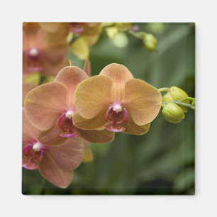 Imán Sánscrito de Singapur para Ciudad León). Naciona