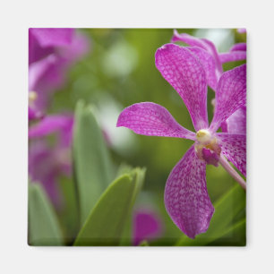 Imán Sánscrito de Singapur para Ciudad León). Naciona