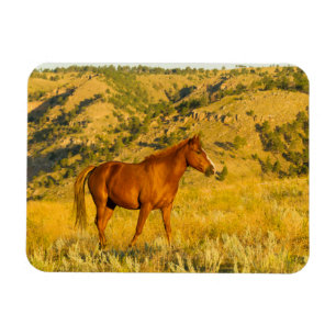 Imán Santuario de Caballos Salvajes.