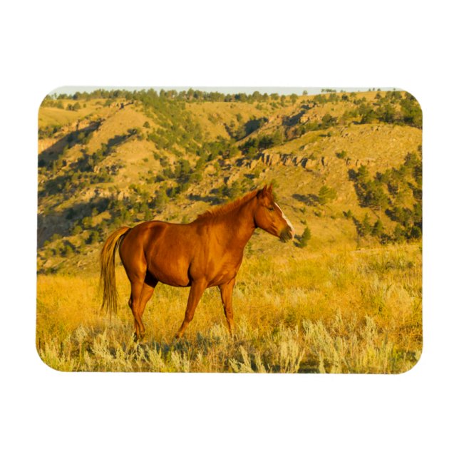 Imán Santuario de Caballos Salvajes. (Horizontal)