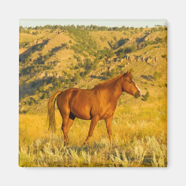 Imán Santuario de Caballos Salvajes. (Frente)