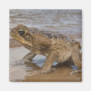 Imán Sapo de Caña Rhinella marina, previamente Bufo