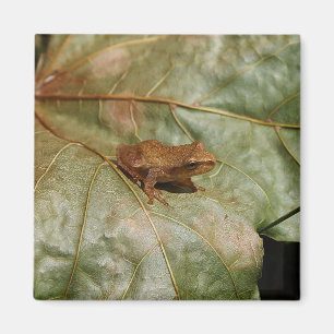 Imán Sapo minúsculo