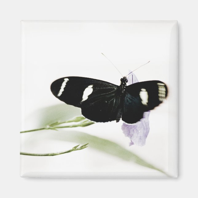 Imán Sara Magnet (Frente)