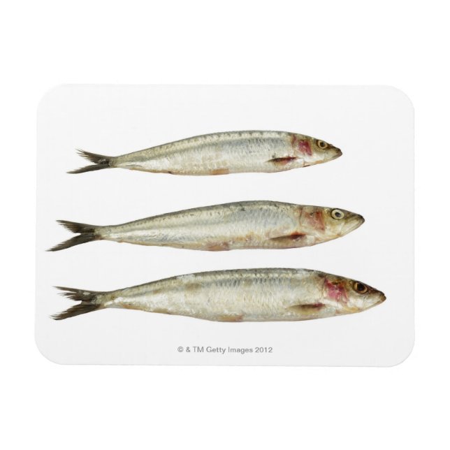 Imán Sardinas (Pilares) 2 (Horizontal)