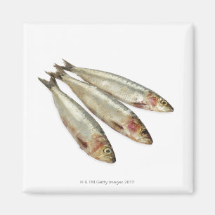 Imán Sardinas (sardinas)