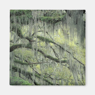Imán Savannah, Georgia, roble vivo cubierto con