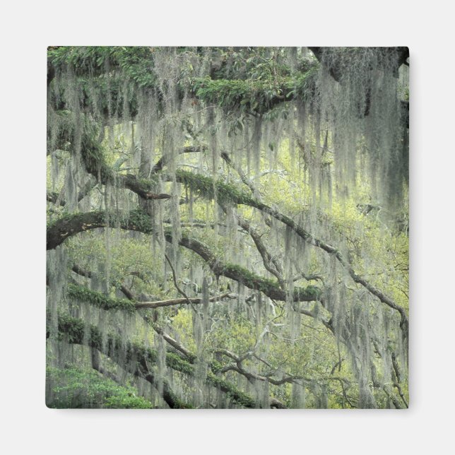 Imán Savannah, Georgia, roble vivo cubierto de (Frente)