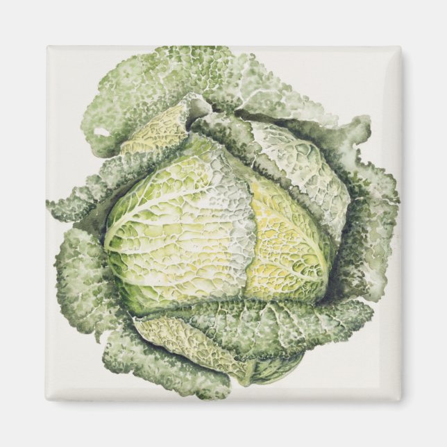 Imán Savoy Cabbage (Frente)