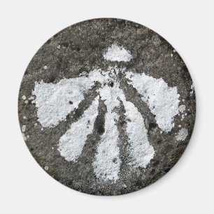 Imán Scallop Shell Magnet