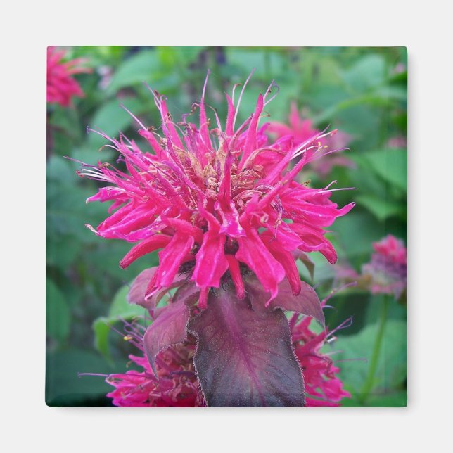 Imán Scarlet Beebalm (Frente)