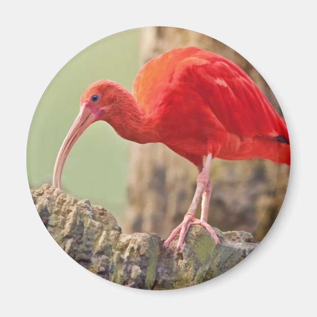 Imán Scarlet Ibis Bird Magnet (Frente)