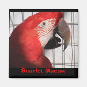 Imán Scarlet Macaw