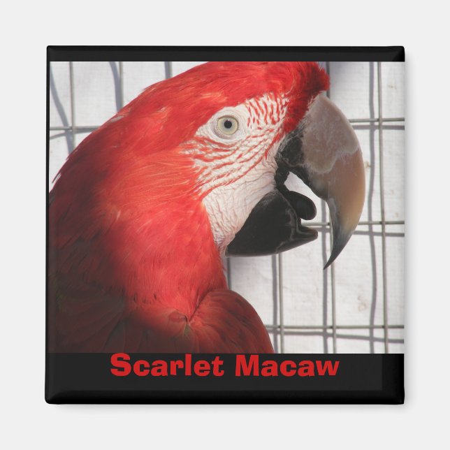 Imán Scarlet Macaw (Frente)