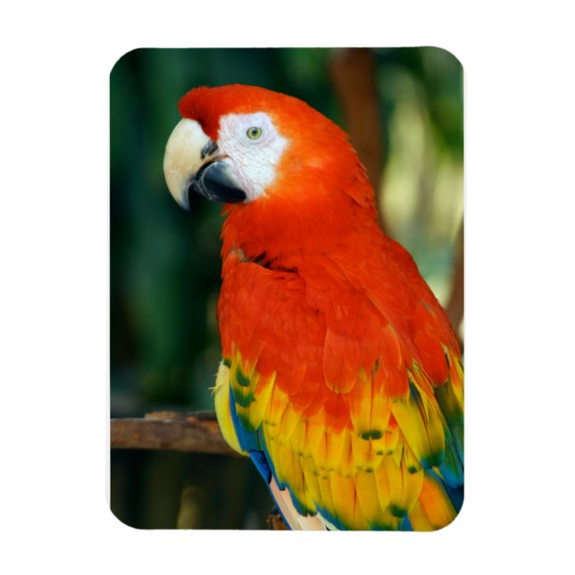 Imán Scarlet Macaw (Vertical)