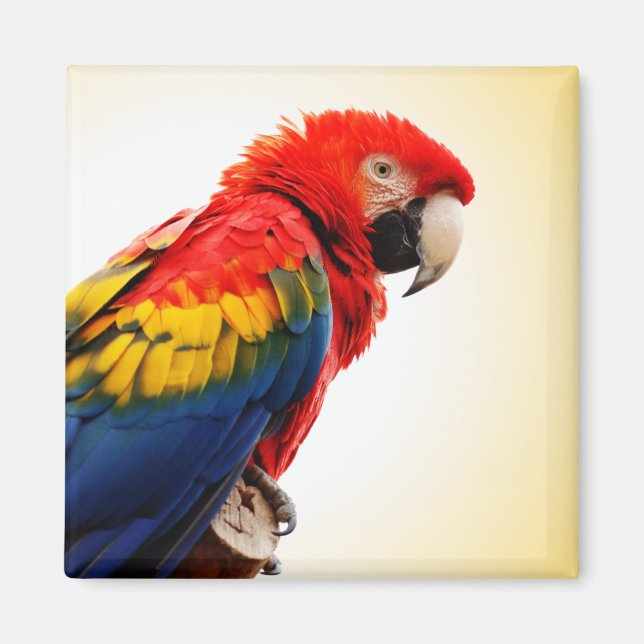 Imán Scarlet Macaw (Frente)