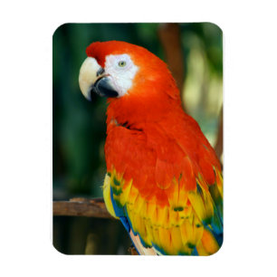 Imán Scarlet Macaw
