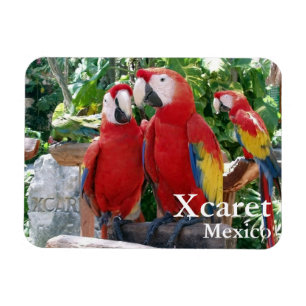Imán Scarlet Macaws Magnet