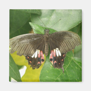 Imán Scarlet Swallowtail Butfly Magnet