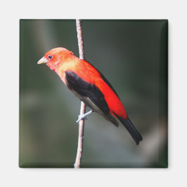 Imán Scarlet Tanager Square Magnet