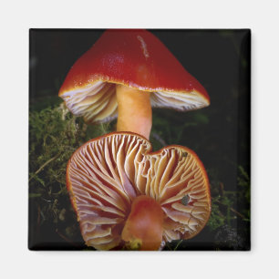 Imán Scarlet Waxcap