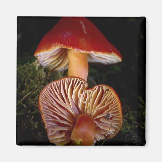 Imán Scarlet Waxcap (Frente)