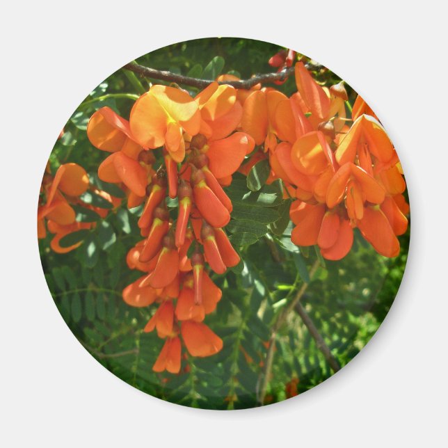 Imán Scarlet Wisteria (Sesbania punicea) OBX Magnet (Frente)