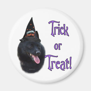 Imán Schipperke Trick