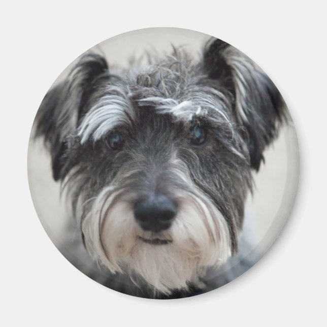Imán Schnauzer Dog Magnet (Frente)