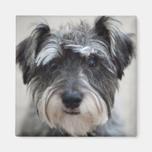 Imán Schnauzer Dog Square Magnet