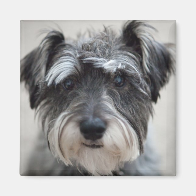 Imán Schnauzer Dog Square Magnet (Frente)