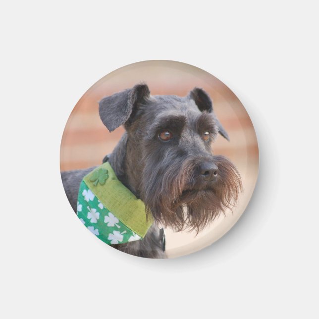 Imán Schnauzer en miniatura afortunada (Frente)