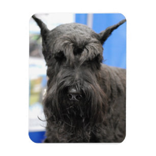 Imán Schnauzer gigante