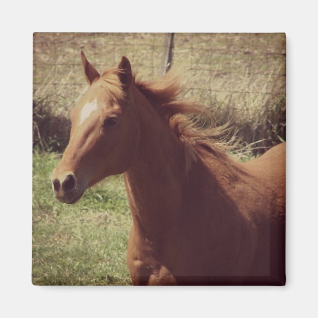 Imán Scotch en movimiento (Frente)