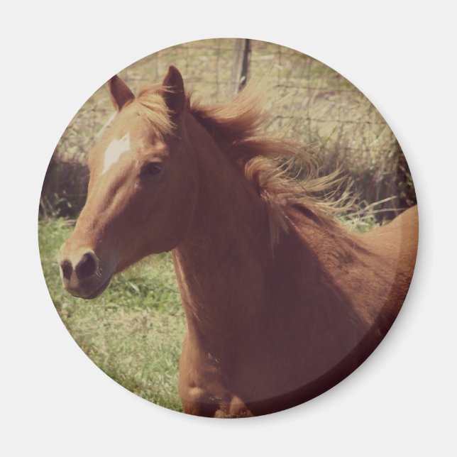 Imán Scotch en movimiento (Frente)