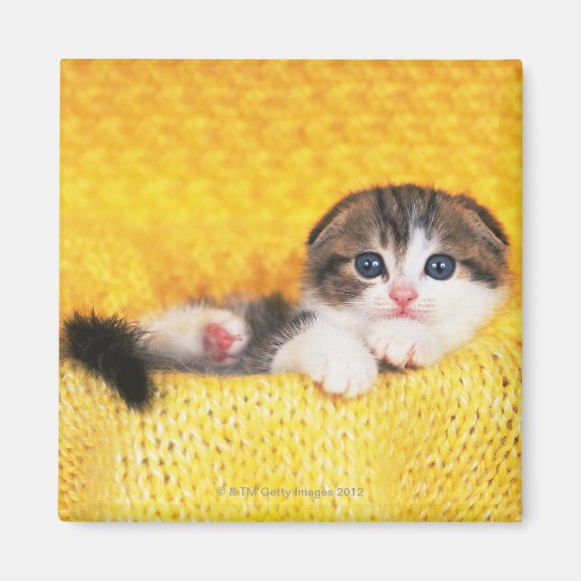 Imán Scottish Fold; es una raza de gato con un natural (Frente)