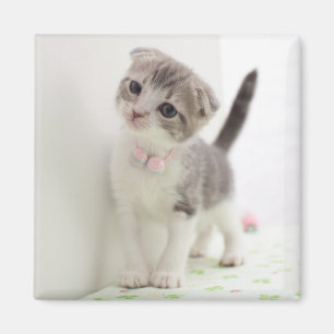 Imán Scottish Fold Kitten