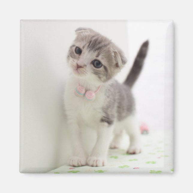 Imán Scottish Fold Kitten (Frente)